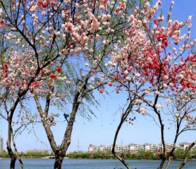 每一幅都是养眼美图！滨海：春之景，花之城