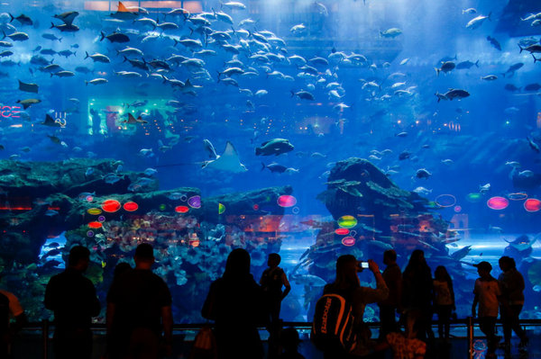 DubaiAquarium:迪拜海洋水族馆