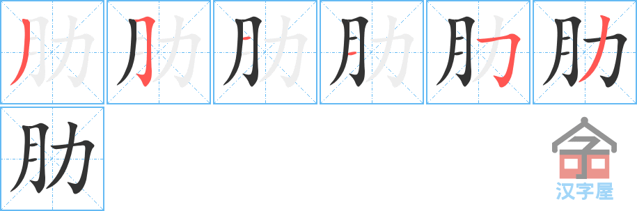 《肋》的笔顺分步演示（一笔一画写字）