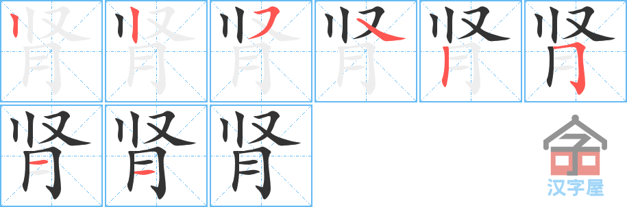 《肾》的笔顺分步演示（一笔一画写字）